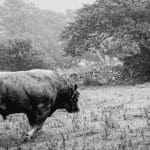 Bitcoin (BTC) bulls herpakken zich en trotseren de $40k, maar houden ze stand Cardano (ADA) stijgt hard