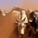 Bitcoin (BTC) bulls maken zich op voor nieuwe test, gaan we erop of eronder - Cardano (ADA) stijgt door