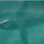 Bitcoin (BTC) whales nemen toe in aantallen, $2,2 miljard aan BTC verliet exchanges