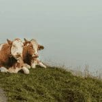Bitcoin (BTC) bulls opnieuw afgewezen terwijl ripple (XRP) verrast, deze alt stijgt met 40%
