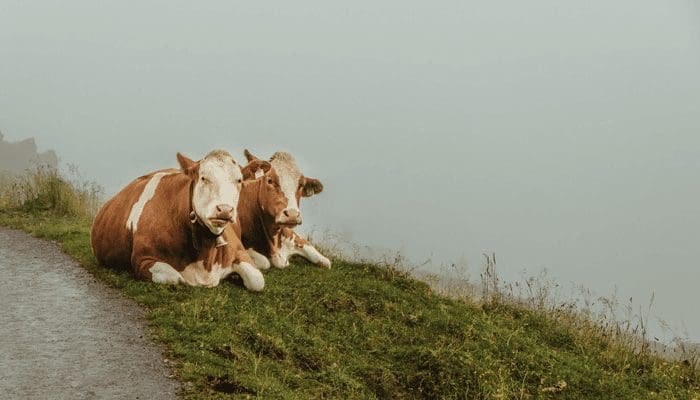 Bitcoin (BTC) bulls opnieuw afgewezen terwijl ripple (XRP) verrast, deze alt stijgt met 40%