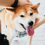 Bitcoin (BTC) corrigeert, ethereum (ETH) vestigt record en dogecoin (DOGE) maakt bizarre koersbeweging