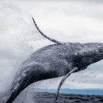 Bitcoin whales zijn aan het accumuleren! John bekijkt de koers van ethereum, holochain en polygon