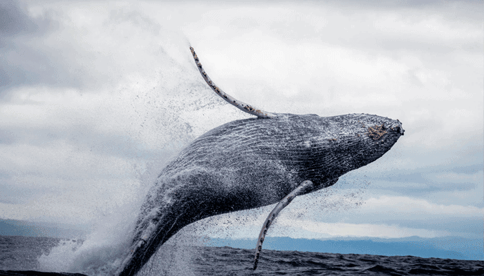 Bitcoin_BTC_crash_veroorzaakt_door_dezelfde_whale_die_ook_crash_in_maart_2020_veroorzaakte Bitcoin whales zijn aan het accumuleren! John bekijkt de koers van ethereum, holochain en polygon