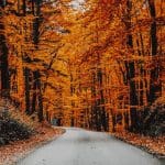 Bitcoin (BTC) en deze 4 altcoins zijn interessant voor de maand november, dit is waarom!