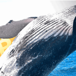 Bitcoin (BTC) halving al ingeprijsd, koers gaat wellicht crashen, zegt grote bitcoin whale