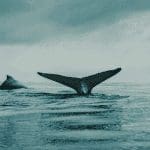 Bitcoin_(BTC)_heeft_nog_moeite_met_$50.000,_maar_whales_zijn_aan_het_accumuleren,_is_een_uitbraak_nabij