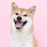 Bitcoin (BTC) in gevecht met $50.000, waarom is deze prijs zo belangrijk? Shiba inu (INU) stijgt +80%!