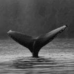 Bitcoin (BTC) koers daalt verder, maar derde grootste whale koopt de dip