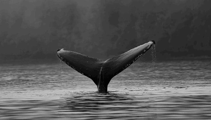 Bitcoin (BTC) koers daalt verder, maar derde grootste whale koopt de dip