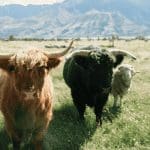 Bitcoin (BTC) koers houdt stand boven $50.000 maar bulls zijn er nog niet, dogecoin (DOGE) in de plus
