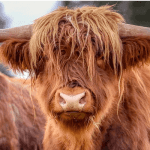 Bitcoin (BTC) koers is bullish vanwege deze 3 redenen, zegt onderzoeksbureau