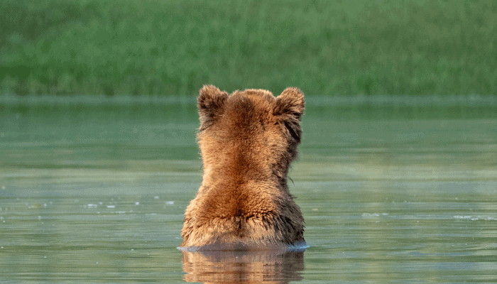 Bitcoin (BTC) koers op weg om slechtste kwartaal sinds 2014 neer te zetten