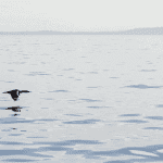 Bitcoin (BTC) koersverloop is rustig, hoe gaat het met cardano (ADA)