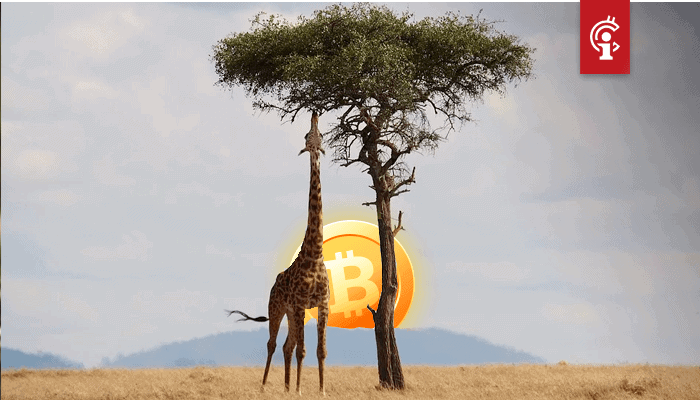 Bitcoin (BTC) peer-to-peer handelsvolume in Afrika bereikt record in aanloop naar halving
