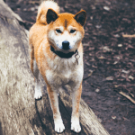 Grote_Ethereum_update_gaat_live,_Ripple_viert_kleine_overwinning,_dogecoin_op_Bitvavo_en_meer_nieuws!