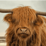 Bitcoin (BTC) trader laat gelijkenissen tussen huidige markt en eerdere bullrun zien
