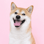 Bitcoin (BTC) vliegt verder omhoog, dogecoin (DOGE) laat weer van zich horen met 80% stijging