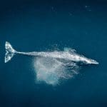 Bitcoin (BTC) wallet van meer dan 9 jaar oud verplaatst voor het eerst BTC