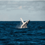 Bitcoin (BTC) whale Joe007 is plotseling positief over deze twee altcoins