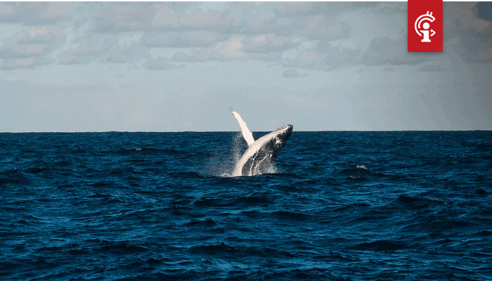 Bitcoin (BTC) whale Joe007 is plotseling positief over deze twee altcoins