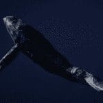 Bitcoin (BTC) whale begint weer met kopen, hoeveelheid stablecoins op exchanges naar nieuw record