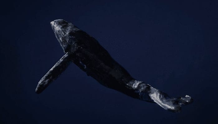 Bitcoin (BTC) whale begint weer met kopen, hoeveelheid stablecoins op exchanges naar nieuw record