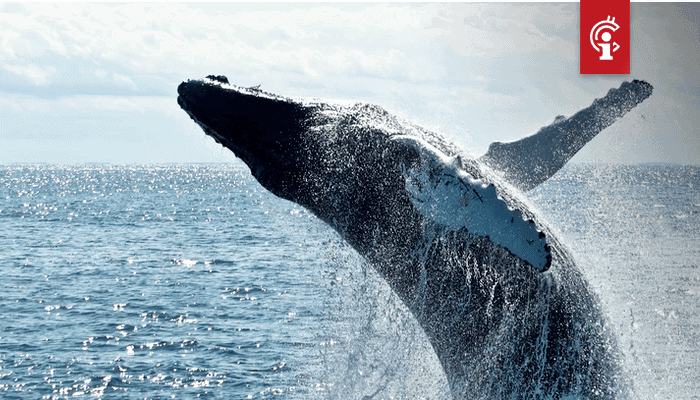 Bitcoin (BTC) whale dumping gaat niet gebeuren, blijkt uit deze gegevens