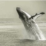 Bitcoin (BTC) whale met half miljard aan BTC hodl al 5 jaar lang