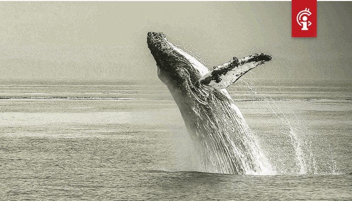 Bitcoin_BTC_whale_met_half_miljard_aan_BTC_hodl_al_5_jaar_lang Bitcoin (BTC) whale met half miljard aan BTC hodl al 5 jaar lang