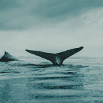 Bitcoin (BTC) whales en fundamentals tonen bullish beeld