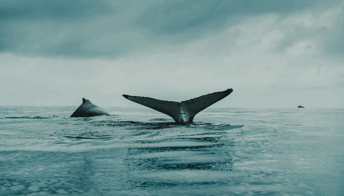 Bitcoin (BTC) whales en fundamentals tonen bullish beeld