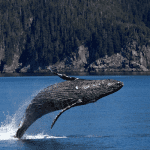 Bitcoin (BTC) whales groeien in aantallen en grootte terwijl prijs weer een nieuwe ATH bereikt