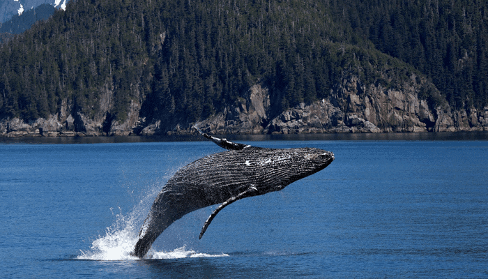Bitcoin (BTC) whales groeien in aantallen en grootte terwijl prijs weer een nieuwe ATH bereikt