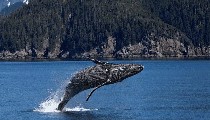 'Bitcoin (BTC) whales hebben de markt op dit moment onder controle'