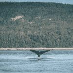 Bitcoin (BTC) whales kochten in saaie periode miljarden aan BTC