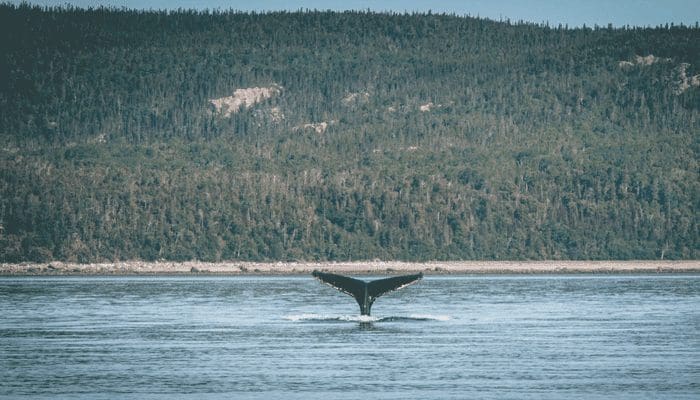Bitcoin (BTC) whales kochten in saaie periode miljarden aan BTC