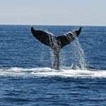 Bitcoin (BTC) whales kochten in tijdens dip, maar deze indicator voorspelt niet veel goeds