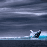 Bitcoin (BTC) whales kochten relatief hoog in, blijkt uit data van Whalemap