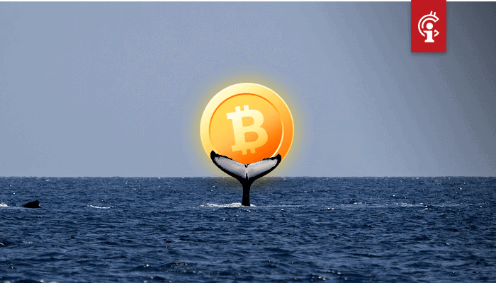 Bitcoin_BTC_whales_nemen_toe_in_aantallen_een_voorbode_van_nieuwe_bull_run Bitcoin (BTC) whales nemen toe in aantallen, een voorbode van nieuwe bull run?