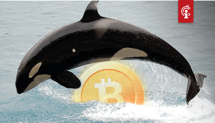 Bitcoin (BTC) whales nemen voor het eerst sinds 2016 in aantallen toe, maar ze worden niet rijker