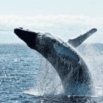 Bitcoin (BTC) whales verdedigen hun positie in deze prijszone, dogecoin (DOGE) loopt weer vrij