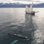 Bitcoin (BTC) ziet enorme stijging van whales die dumpen, maar een nog grotere stijging van instituties die investeren