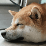 Bitcoin consolideert, meeste altcoins licht in het rood, Chiliz en Dogecoin spin-off Shiba Inu stijgen flink