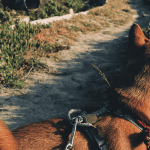 Bitcoin en ethereum blijven consolideren, maar dogecoin koers stijgt weer hard door dit nieuws