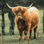 Bitcoin en ethereum stijgen, markt groeit met $100 miljard, cardano en XRP gaan hard, solana pakt ATH