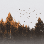 Bitcoin, ethereum en cardano stoeien met weerstand en solana schiet dogecoin voorbij naar nieuwe ATH!