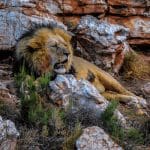 Bitcoin is de ‘apex predator,’ maar Ethereum kan groeien en oppotmiddel worden, zegt Scaramucci