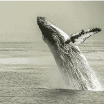Bitcoin koers zakt wellicht verder omlaag, whale gaat short met $100 miljoen aan BTC