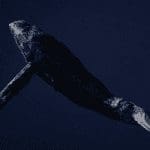 Bitcoin whales blijven massaal accumuleren, derde grootste BTC whale kocht ook de dip